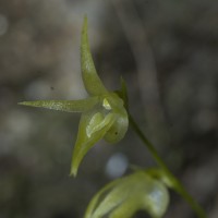 Porpax oblonga (Trimen ex Hook.f.) Schuit.